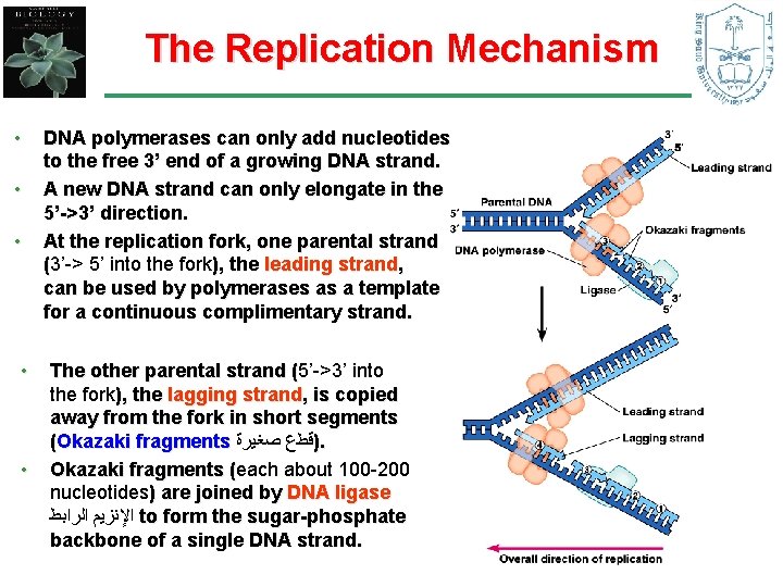 The Replication Mechanism • • • DNA polymerases can only add nucleotides to the