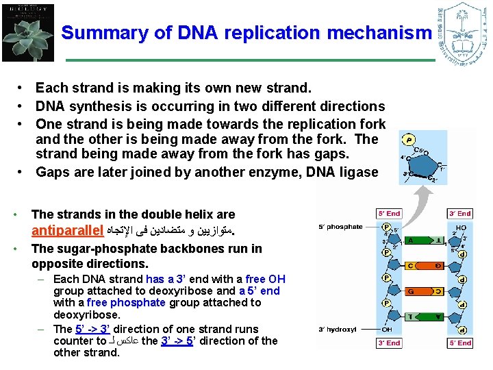 Summary of DNA replication mechanism • • • Each strand is making its own