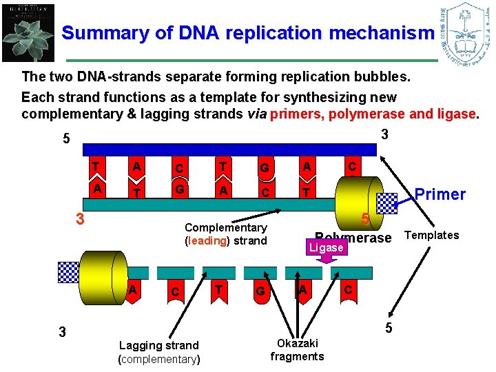 Summary of DNA replication mechanism The two DNA-strands separate forming replication bubbles. Each strand