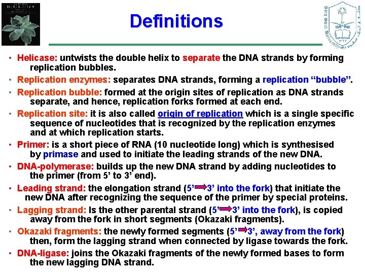 Definitions • Helicase: untwists the double helix to separate the DNA strands by forming