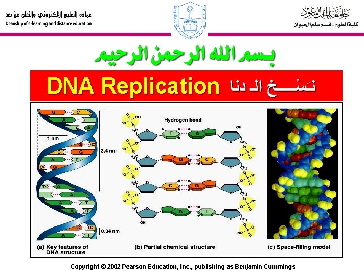 DNA Replication Copyright © 2002 Pearson Education, Inc. , publishing as Benjamin Cummings 