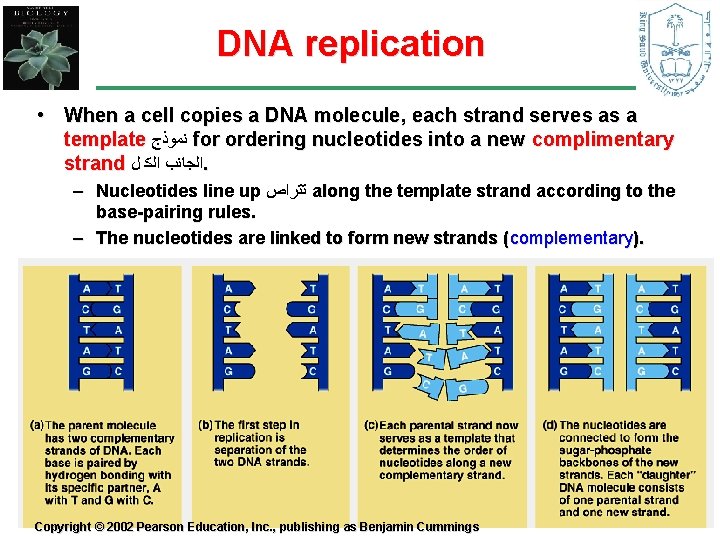 DNA replication • When a cell copies a DNA molecule, each strand serves as