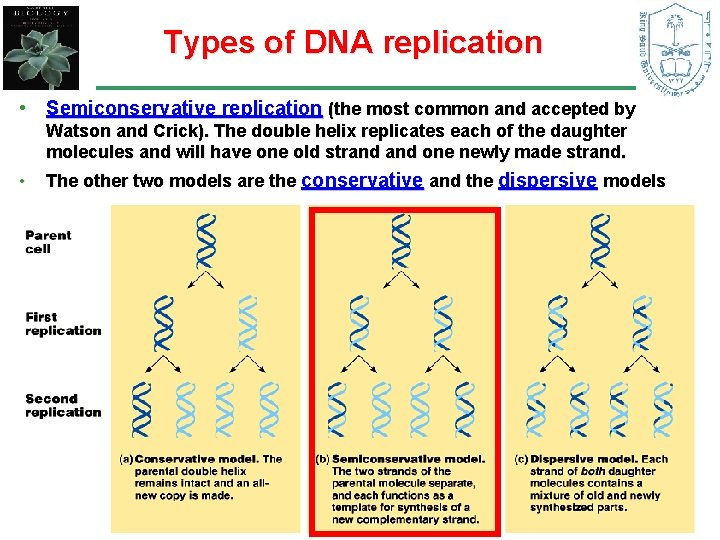 Types of DNA replication • Semiconservative replication (the most common and accepted by Watson