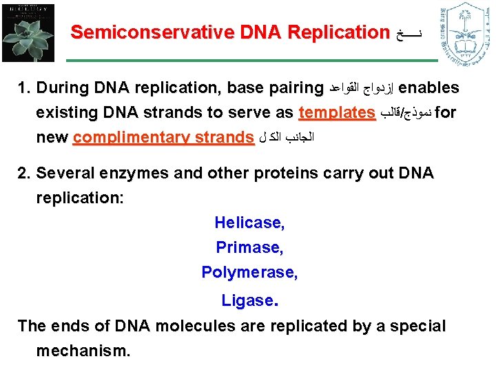 Semiconservative DNA Replication ﻧـــــﺦ 1. During DNA replication, base pairing ﺇﺯﺩﻭﺍﺝ ﺍﻟﻘﻮﺍﻋﺪ enables existing