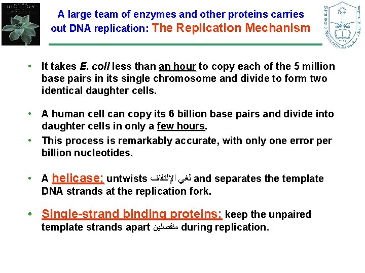 A large team of enzymes and other proteins carries out DNA replication: The Replication