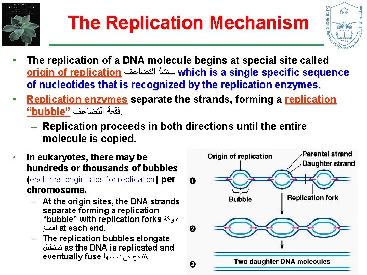 The Replication Mechanism • The replication of a DNA molecule begins at special site