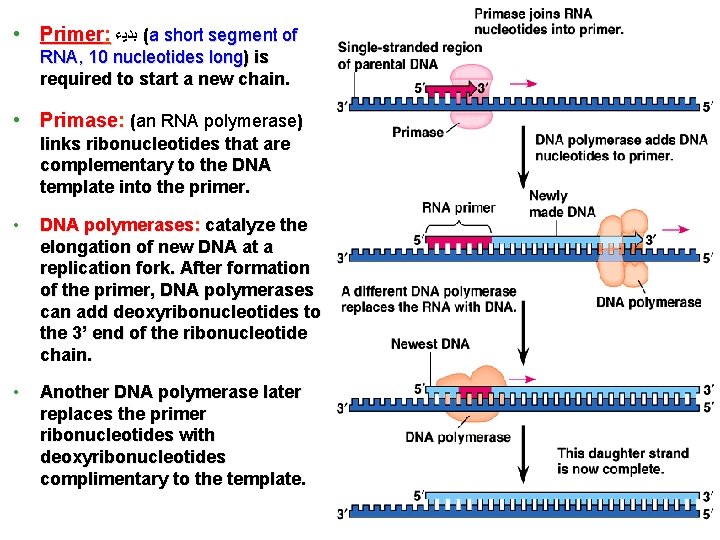  • Primer: ( ﺑﺪﻳﺀ a short segment of RNA, 10 nucleotides long) is