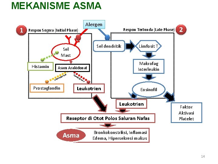 MEKANISME ASMA 1 Alergen Respon Segera (Initial Phase) Sel dendritik Sel Mast Histamin se