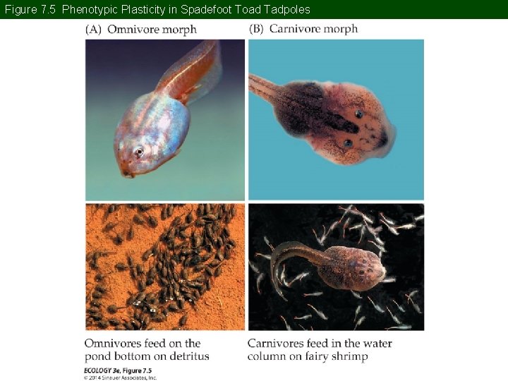 Figure 7. 5 Phenotypic Plasticity in Spadefoot Toad Tadpoles Figure 7. 5 Phenotypic Plasticity in Spadefoot Toad Tadpoles