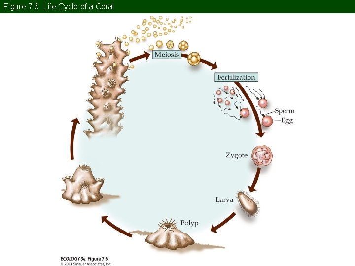 Figure 7. 6 Life Cycle of a Coral 