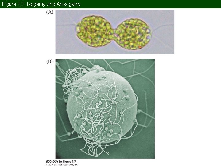 Figure 7. 7 Isogamy and Anisogamy Figure 7. 7 Isogamy and Anisogamy
