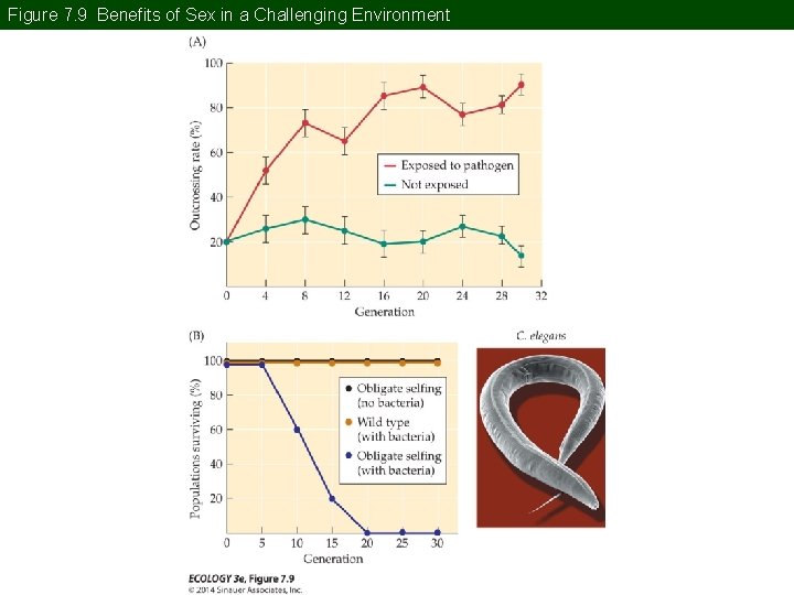 Figure 7. 9 Benefits of Sex in a Challenging Environment Figure 7. 9 Benefits of Sex in a Challenging Environment