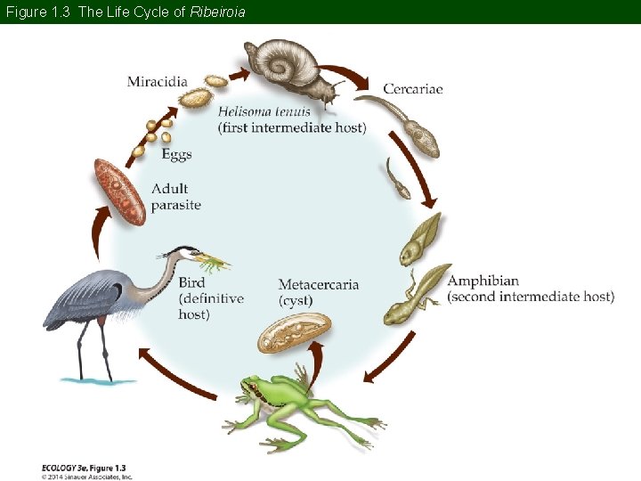 Figure 1. 3 The Life Cycle of Ribeiroia 