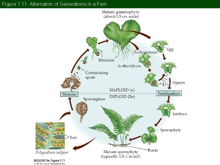 Figure 7. 11 Alternation of Generations in a Fern Figure 7. 11 Alternation of Generations in a Fern