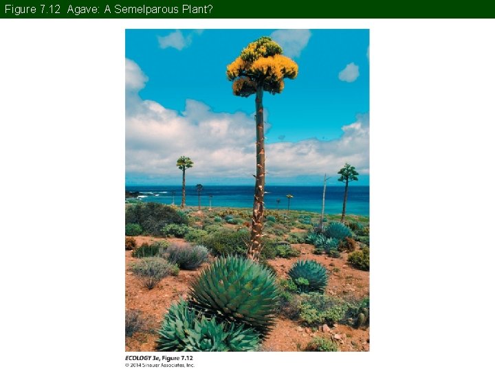 Figure 7. 12 Agave: A Semelparous Plant? Figure 7. 12 Agave: A Semelparous Plant?