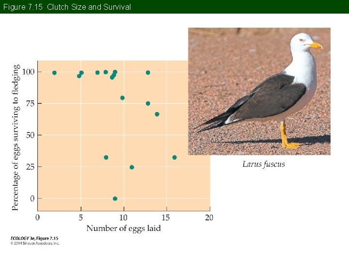 Figure 7. 15 Clutch Size and Survival Figure 7. 15 Clutch Size and Survival