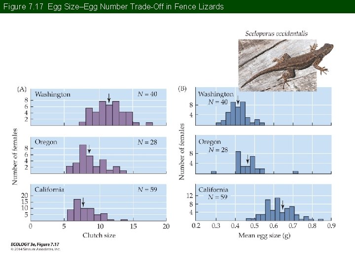 Figure 7. 17 Egg Size–Egg Number Trade-Off in Fence Lizards 