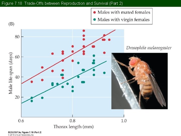 Figure 7. 18 Trade-Offs between Reproduction and Survival (Part 2) Figure 7. 18 Trade-Offs between Reproduction and Survival (Part 2)