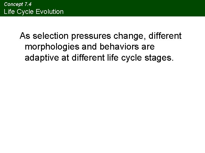 Concept 7. 4 Life Cycle Evolution As selection pressures change, different morphologies and behaviors