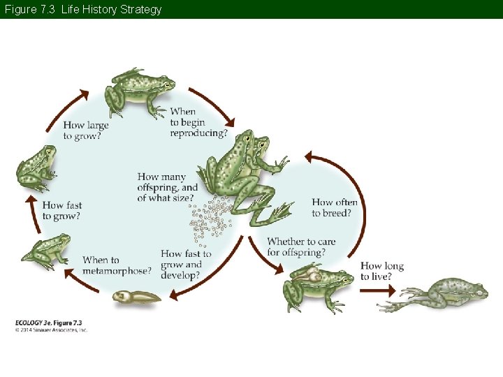 Figure 7. 3 Life History Strategy Figure 7. 3 Life History Strategy