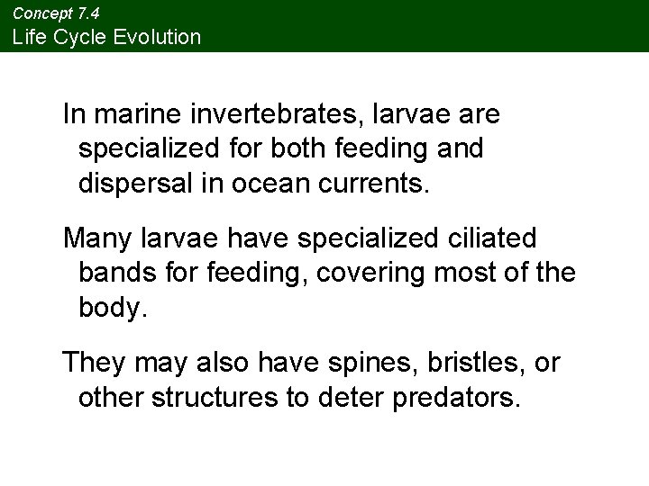 Concept 7. 4 Life Cycle Evolution In marine invertebrates, larvae are specialized for both