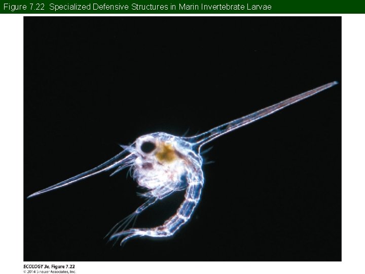 Figure 7. 22 Specialized Defensive Structures in Marin Invertebrate Larvae 