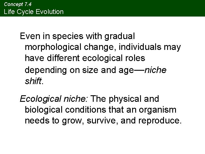 Concept 7. 4 Life Cycle Evolution Even in species with gradual morphological change, individuals