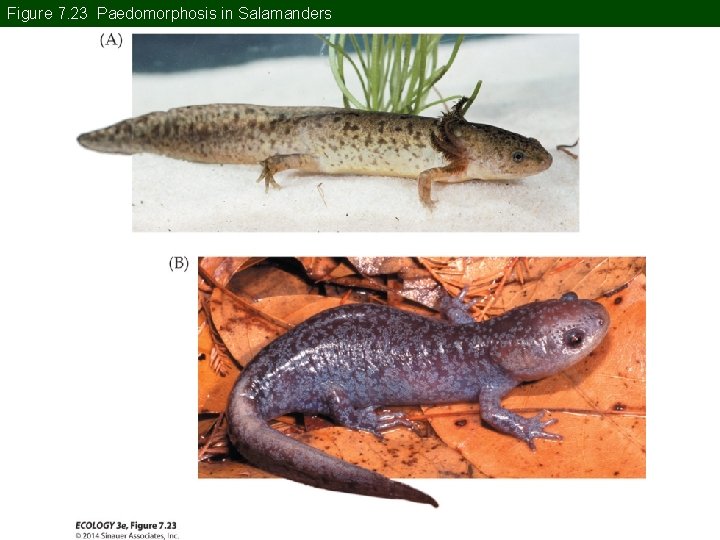 Figure 7. 23 Paedomorphosis in Salamanders 