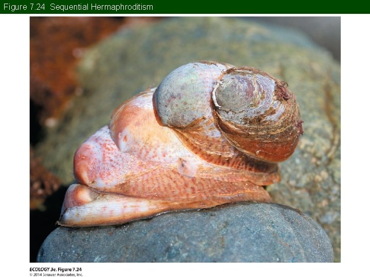 Figure 7. 24 Sequential Hermaphroditism Figure 7. 24 Sequential Hermaphroditism