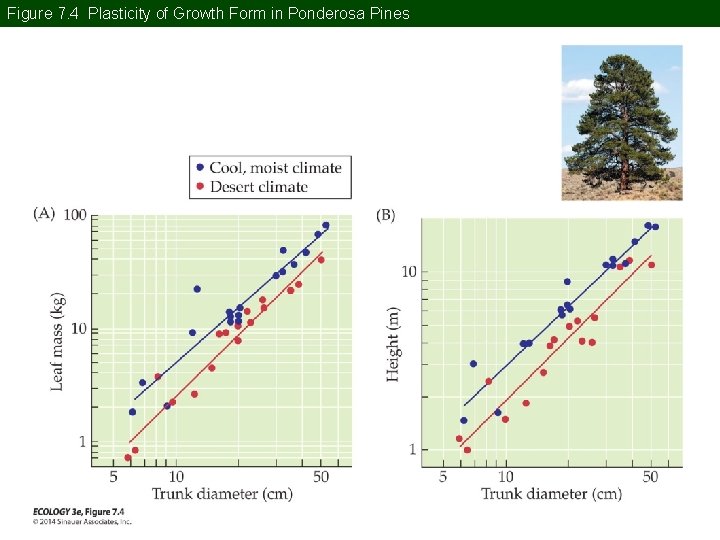 Figure 7. 4 Plasticity of Growth Form in Ponderosa Pines 
