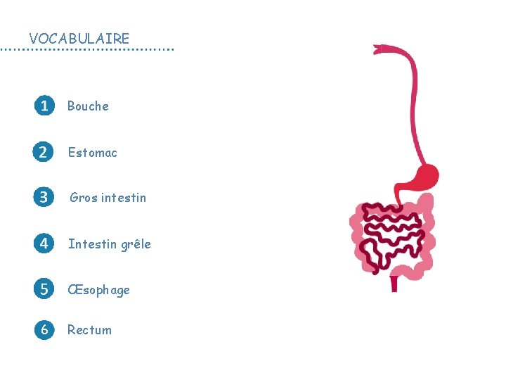 VOCABULAIRE Bouche Estomac Gros intestin Intestin grêle Œsophage 6 Rectum L’appareil digestif 