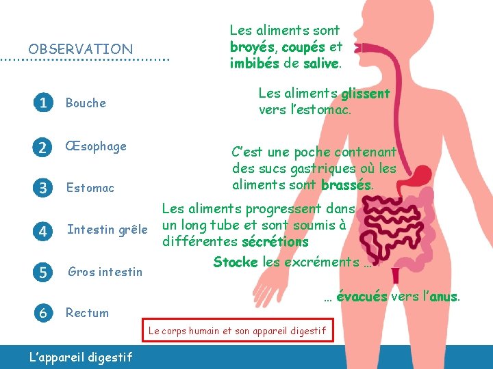 OBSERVATION Bouche Œsophage Estomac Intestin grêle Gros intestin 6 6 Rectum L’appareil digestif Les