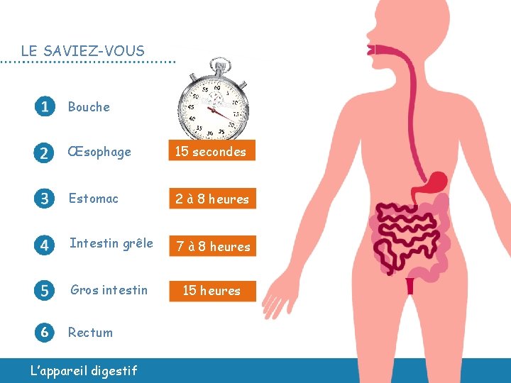 LE SAVIEZ-VOUS Bouche 6 Œsophage 15 secondes Estomac 2 à 8 heures Intestin grêle