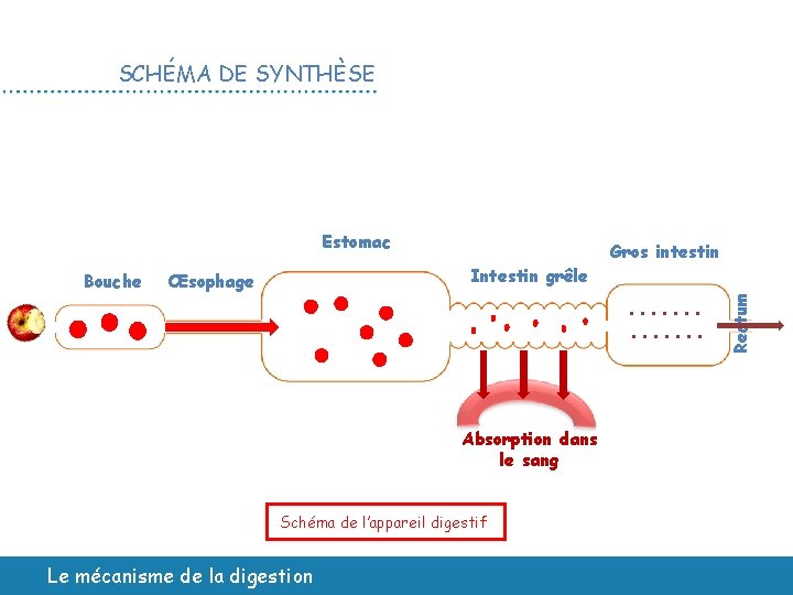 SCHÉMA DE SYNTHÈSE Bouche Intestin grêle Œsophage Gros intestin . . . Absorption dans