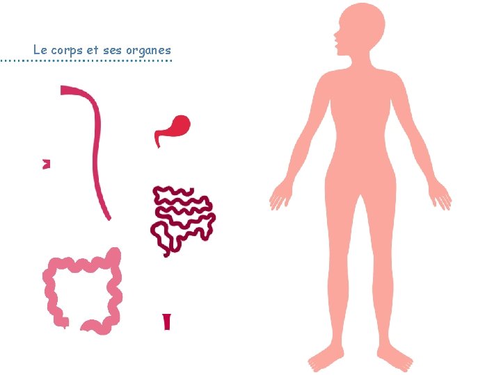 Le corps et ses organes 