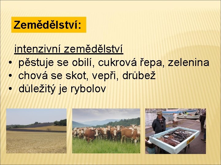 Zemědělství: intenzivní zemědělství • pěstuje se obilí, cukrová řepa, zelenina • chová se skot,