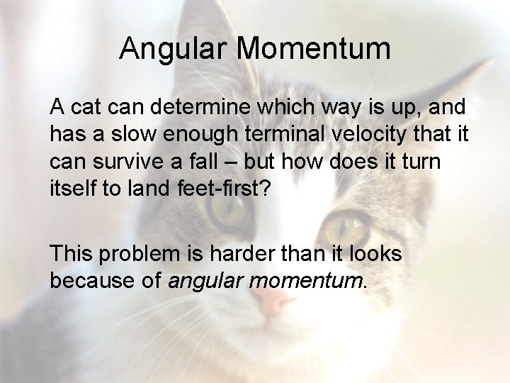 Angular Momentum A cat can determine which way is up, and has a slow