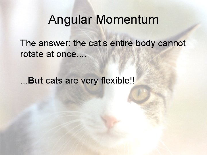 Angular Momentum The answer: the cat’s entire body cannot rotate at once. . .