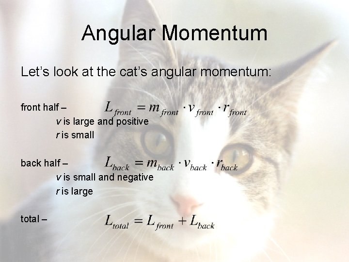 Angular Momentum Let’s look at the cat’s angular momentum: front half – v is