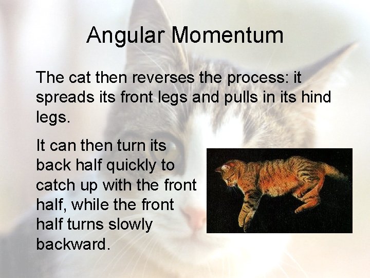 Angular Momentum The cat then reverses the process: it spreads its front legs and