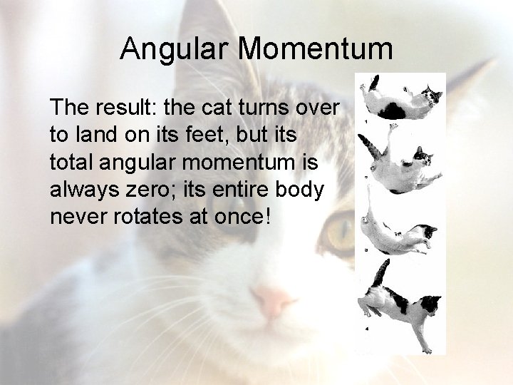 Angular Momentum The result: the cat turns over to land on its feet, but