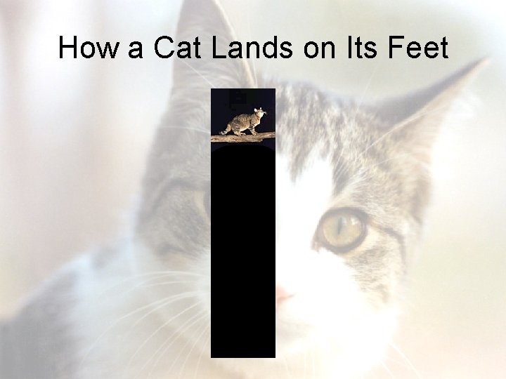 How a Cat Lands on Its Feet 