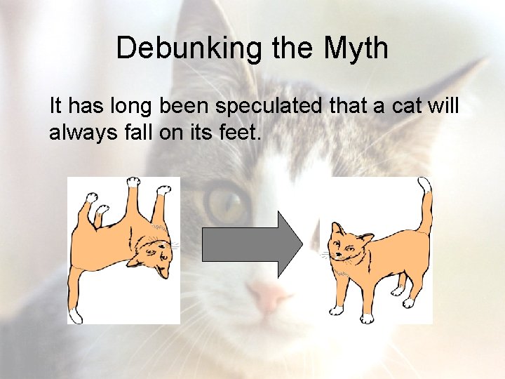 Debunking the Myth It has long been speculated that a cat will always fall