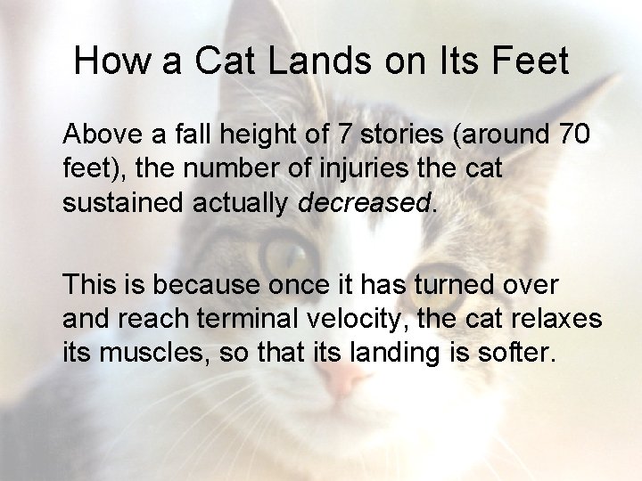 How a Cat Lands on Its Feet Above a fall height of 7 stories