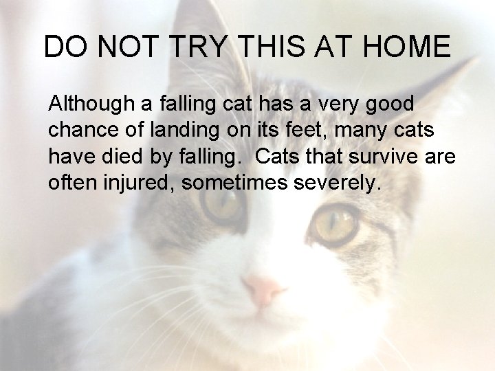 DO NOT TRY THIS AT HOME Although a falling cat has a very good