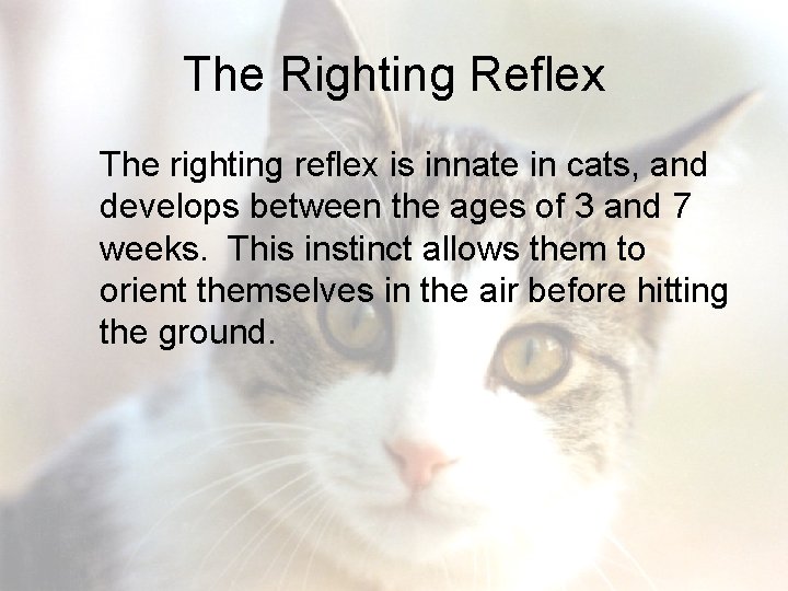 The Righting Reflex The righting reflex is innate in cats, and develops between the