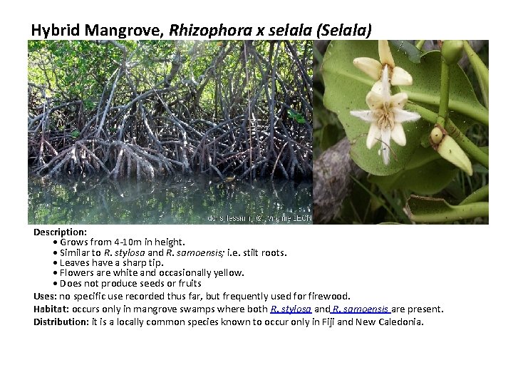 Hybrid Mangrove, Rhizophora x selala (Selala) Description: • Grows from 4 -10 m in