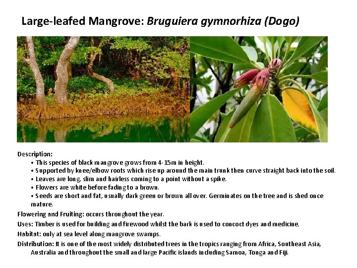 Large-leafed Mangrove: Bruguiera gymnorhiza (Dogo) Description: • This species of black mangrove grows from