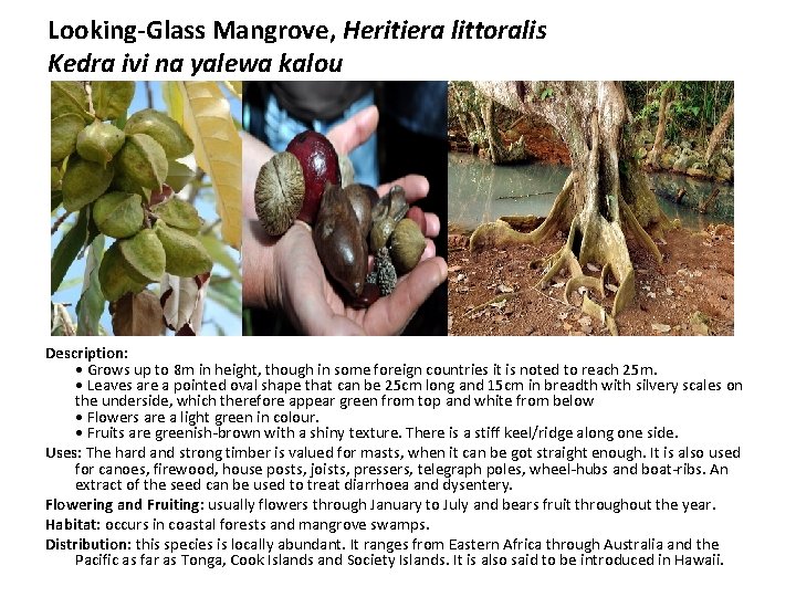Looking-Glass Mangrove, Heritiera littoralis Kedra ivi na yalewa kalou Description: • Grows up to