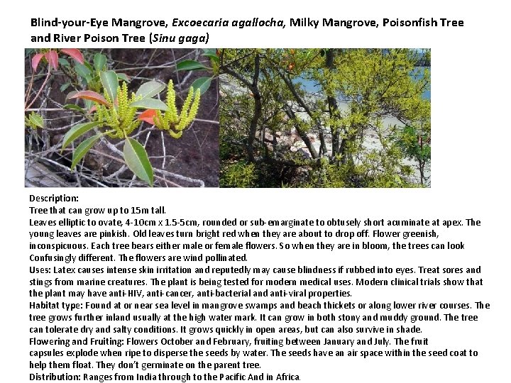 Blind-your-Eye Mangrove, Excoecaria agallocha, Milky Mangrove, Poisonfish Tree and River Poison Tree (Sinu gaga)